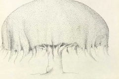TPO181173a